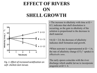 EFFECT OF RIVERS
ON
SHELL GROWTH
Fig. 1. Effect of increased acidification on
soft- shelled clam larvae.
• The increase in alkalinity with time at Ω =
0.5, indicates that shell dissolution is
occurring, as the gain in alkalinity of the
solution is proportional to the decrease in
shell material.
•At Ω = 2.0, the decrease of alkalinity
indicates shell formation and growth.
•When seawater is supersaturated at Ω = 1.6,
the rate of alkalinity change (CO3
2- uptake) is
effectively zero.
The early spawn coincides with the river
discharge which unable larvae to incorporate
aragonite at Ω=1. 6.
 