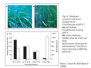 c
Fig.11. Posidonia
oceanica with heavy
overgrowth of
Corallinaceae at pH 8.2
(a) and lacking
Corallinaceae at mean
pH7.6.
(b); arrow indicates
bubbles from the CO2 vent
field.
(c) Sea-grass shoot density
and amount of CaCO3 on
leaves growing at differing
pH levels.
Source: Jason M. Hall-Spencer
(2008)
 