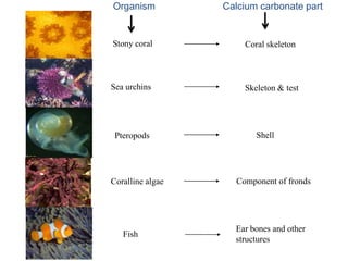 Stony coral
Sea urchins
Pteropods
Coralline algae
Calcium carbonate part
Coral skeleton
Skeleton & test
Shell
Component of fronds
Fish
Ear bones and other
structures
Organism
 