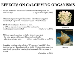 • 10-50% decrease in the calcification rate of reef-building corals and
coralline algae. (Kleypas and Langdon,2006)
• The calcifying macro algae like coralline red and calcifying green
contains high Mg calcite and has shown slow calcification rate.
• Rhodoliths calcification decreased as much
as 250% in mesocosms and successful recruitment by
coralline algae was diminished. (Kuffner et al.,2008)
• Mollusks are reef organisms in shelled forms it is expected
that some species will produce thinner shells and suffer
reduced recruitment rates. ( Green et al.,2004,Miller et al.,2009)
• One of the most interesting effects of OA concerns “endolithic” algae
that bore into reef skeletal material. At double CO2 level, these algae bore
more deeply into skeletal material, dissolving nearly 50% carbonate in
oceans.
(Tribollet et al.,2009)
Mollusks
Rhodoliths
EFFECTS ON CALCIFYING ORGANISMS
 