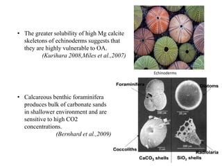 Echinoderms
• The greater solubility of high Mg calcite
skeletons of echinoderms suggests that
they are highly vulnerable to OA.
(Kurihara 2008,Miles et al.,2007)
• Calcareous benthic foraminifera
produces bulk of carbonate sands
in shallower environment and are
sensitive to high CO2
concentrations.
(Bernhard et al.,2009)
 