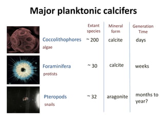 Major planktonic calcifers
Coccolithophores
Foraminifera
Pteropods
algae
protists
snails
~ 200 calcite days
~ 30 weekscalcite
~ 32 months to
year?
aragonite
Extant
species
Mineral
form
Generation
Time
 