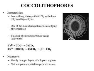 • Characteristics:
– Free drifting photosynthetic Phytoplankton
(phylum Haptophyta)
– One of the most abundant marine calcifying
phytoplankton
– Building of calcium carbonate scales
(coccoliths)
Ca2+ + CO3
2- ↔ CaCO3
Ca2+ + 2HCO3
- ↔ CaCO3 + H2O + CO2
• Occurrence:
– Mostly in upper layers of sub polar regions
– Nutrient poor and mild temperature waters
COCCOLITHOPHORES
 