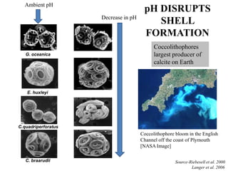 E. huxleyi
G. oceanica
C. braarudii
aarudii
C. . C.quadriperforatus
pH DISRUPTS
SHELL
FORMATION
Ambient pH
Decrease in pH
Coccolithophores
largest producer of
calcite on Earth
Source-Riebesell et al. 2000
Langer et al. 2006
Coccolithophore bloom in the English
Channel off the coast of Plymouth
[NASA Image]
 