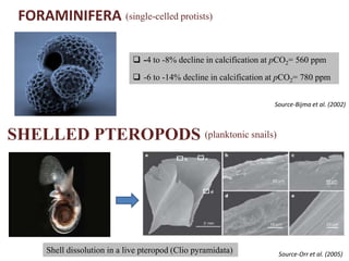 FORAMINIFERA
SHELLED PTEROPODS
(single-celled protists)
 -4 to -8% decline in calcification at pCO2= 560 ppm
 -6 to -14% decline in calcification at pCO2= 780 ppm
Source-Bijma et al. (2002)
(planktonic snails)
Shell dissolution in a live pteropod (Clio pyramidata) Source-Orr et al. (2005)
 