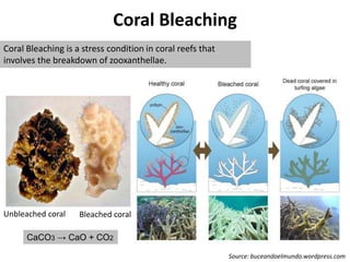Coral Bleaching
Unbleached coral Bleached coral
CaCO3 → CaO + CO2
Coral Bleaching is a stress condition in coral reefs that
involves the breakdown of zooxanthellae.
Source: buceandoelmundo.wordpress.com
 