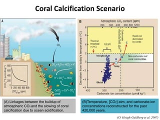 (A) Linkages between the buildup of
atmospheric CO2 and the slowing of coral
calcification due to ocean acidification.
(B)Temperature, [CO2] atm, and carbonate-ion
concentrations reconstructed for the past
420,000 years.
(O. Hoegh-Guldberg et al. 2007)
Coral Calcification Scenario
 