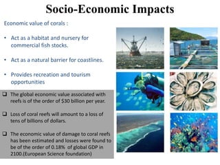 Socio-Economic Impacts
Economic value of corals :
• Act as a habitat and nursery for
commercial fish stocks.
• Act as a natural barrier for coastlines.
• Provides recreation and tourism
opportunities
 The global economic value associated with
reefs is of the order of $30 billion per year.
 Loss of coral reefs will amount to a loss of
tens of billions of dollars.
 The economic value of damage to coral reefs
has been estimated and losses were found to
be of the order of 0.18% of global GDP in
2100.(European Science foundation)
 