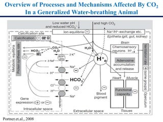 Overview of Processes and Mechanisms Affected By CO2
In a Generalized Water-breathing Animal
Portner.et.al., 2008
 