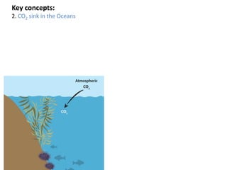 Key concepts:
2. CO2 sink in the Oceans
 