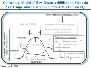 Conceptual Model of How Ocean Acidification, Hypoxia
And Temperature Extremes Interact Mechanistically.
Temperature
Portner.et.al., 2008
 