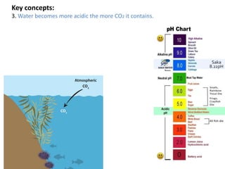 Key concepts:
3. Water becomes more acidic the more CO2 it contains.
 