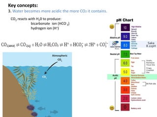 Key concepts:
3. Water becomes more acidic the more CO2 it contains.
CO2 reacts with H20 to produce:
bicarbonate ion (HCO-
3)
hydrogen ion (H+)
 
