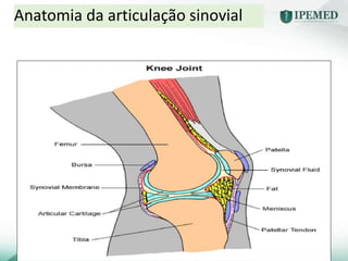 4
Anatomia da articulação sinovial
 