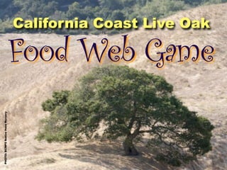 California Coast Live Oak

                                   Food Web Game
PHOTO: BCNPS Native Here Nursery
 