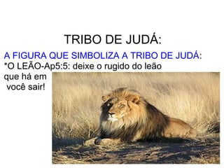 TRIBO DE JUDÁ:
A FIGURA QUE SIMBOLIZA A TRIBO DE JUDÁ:
*O LEÃO-Ap5:5: deixe o rugido do leão
que há em
 você sair!
 