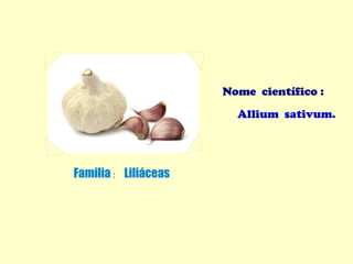 Nome científico :
Allium sativum.
Familia : Liliáceas