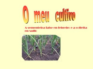 A sementeira faise en febreiro e a colleita
en xullo