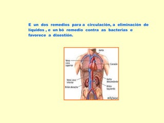 E un dos remedios para a circulación, a eliminación de
líquidos , e un bó remedio contra as bacterias e
favorece a dixestión.