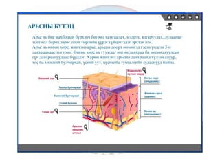 лекц 6 мэдрэхүйн эрхтэн тогтолцоо