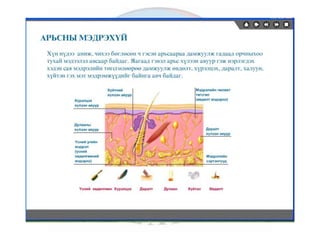 лекц 6 мэдрэхүйн эрхтэн тогтолцоо