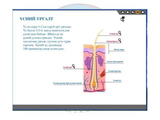 лекц 6 мэдрэхүйн эрхтэн тогтолцоо
