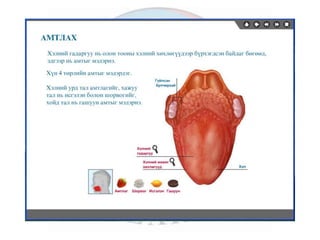 лекц 6 мэдрэхүйн эрхтэн тогтолцоо