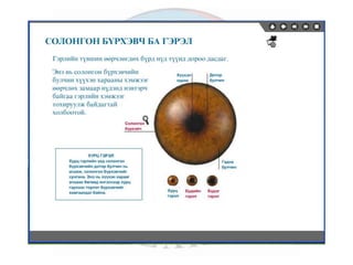 лекц 6 мэдрэхүйн эрхтэн тогтолцоо