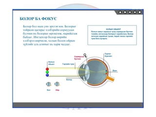 лекц 6 мэдрэхүйн эрхтэн тогтолцоо