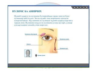 лекц 6 мэдрэхүйн эрхтэн тогтолцоо