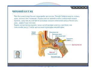 лекц 6 мэдрэхүйн эрхтэн тогтолцоо