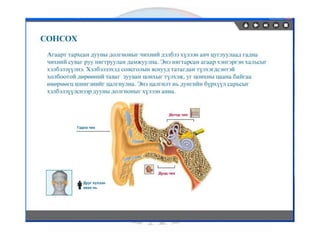лекц 6 мэдрэхүйн эрхтэн тогтолцоо