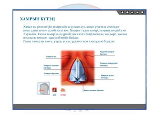 лекц 6 мэдрэхүйн эрхтэн тогтолцоо