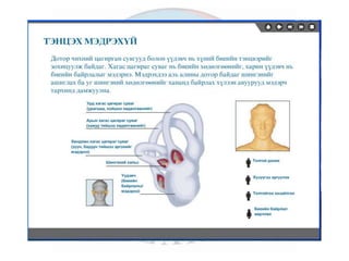 лекц 6 мэдрэхүйн эрхтэн тогтолцоо