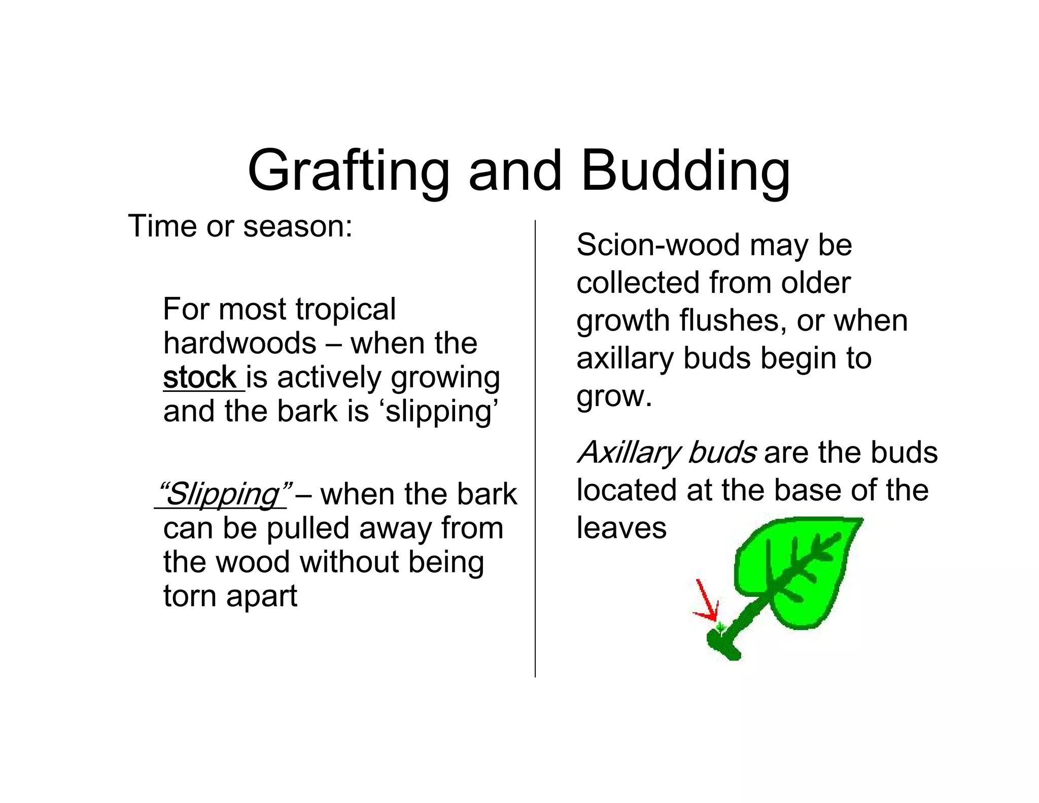 Grafting and Budding
Time or season:
For most tropical
hardwoods – when the
stock is actively growing
and the bark is ‘slipping’
“Slipping” – when the bark
can be pulled away from
the wood without being
torn apart
Scion-wood may be
collected from older
growth flushes, or when
axillary buds begin to
grow.
Axillary buds are the buds
located at the base of the
leaves
 