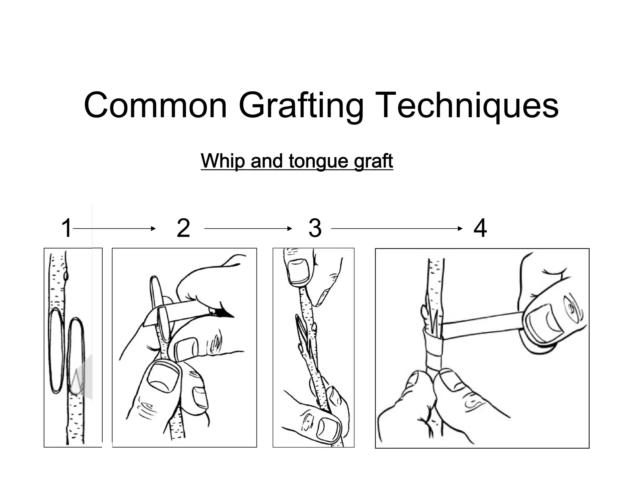 Common Grafting Techniques
Whip and tongue graft
1 2 3 4
 