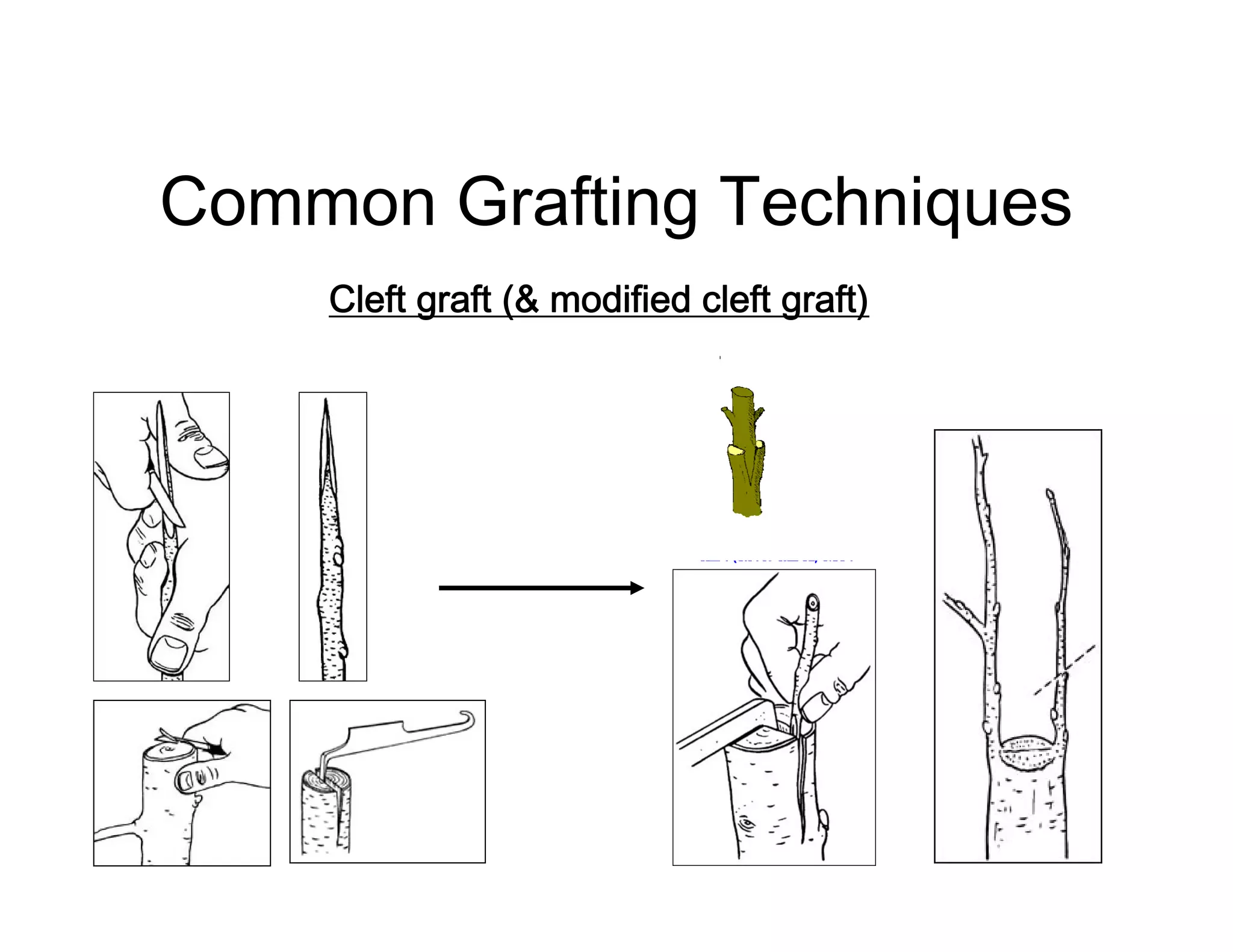 Common Grafting Techniques
Cleft graft (& modified cleft graft)
 