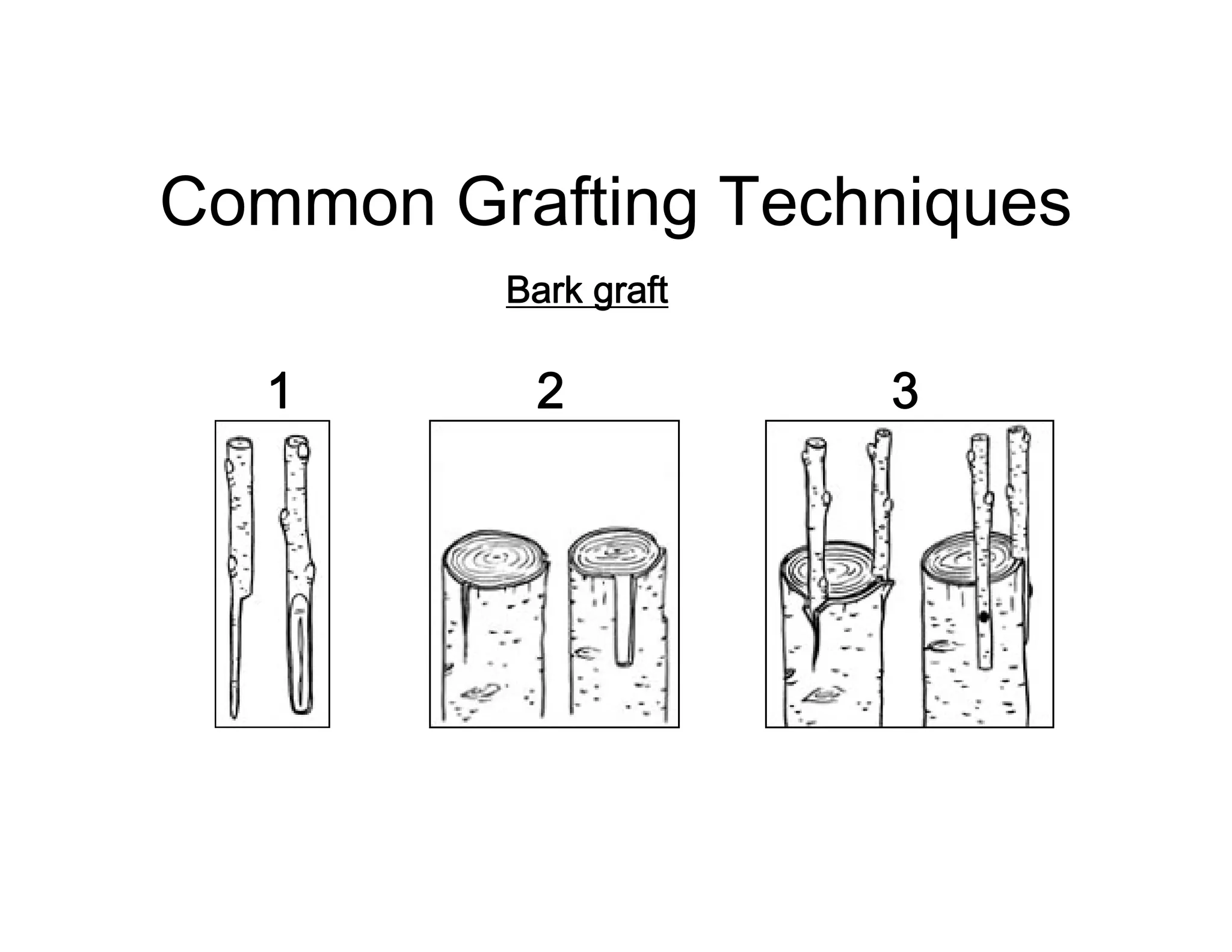 Common Grafting Techniques
Bark graft
1 2 3
 