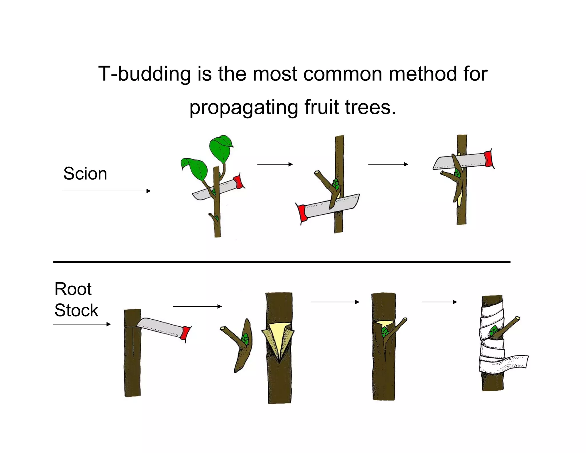 T-budding is the most common method for
propagating fruit trees.
Scion
Root
Stock
 