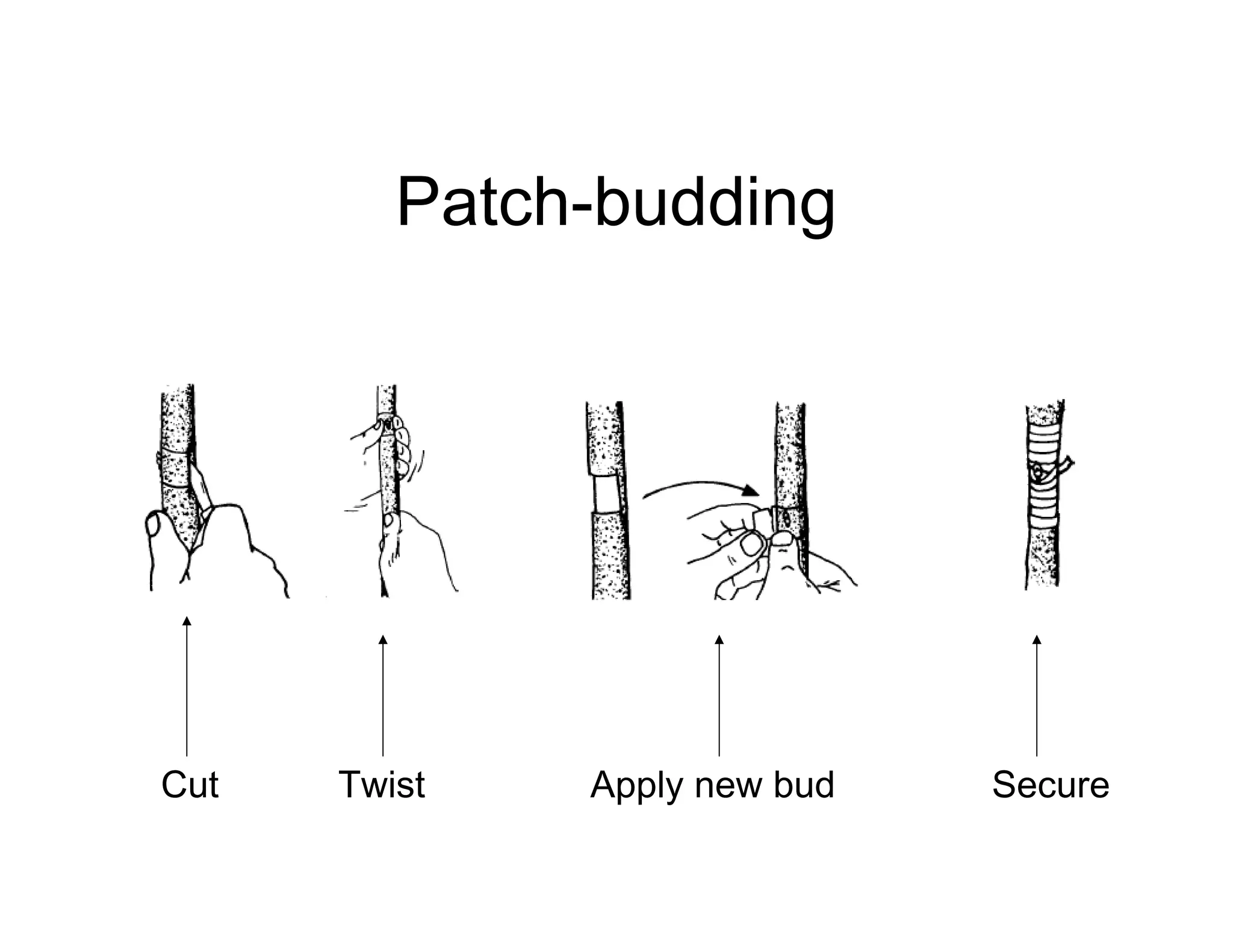 Patch-budding
Cut Twist Apply new bud Secure
 