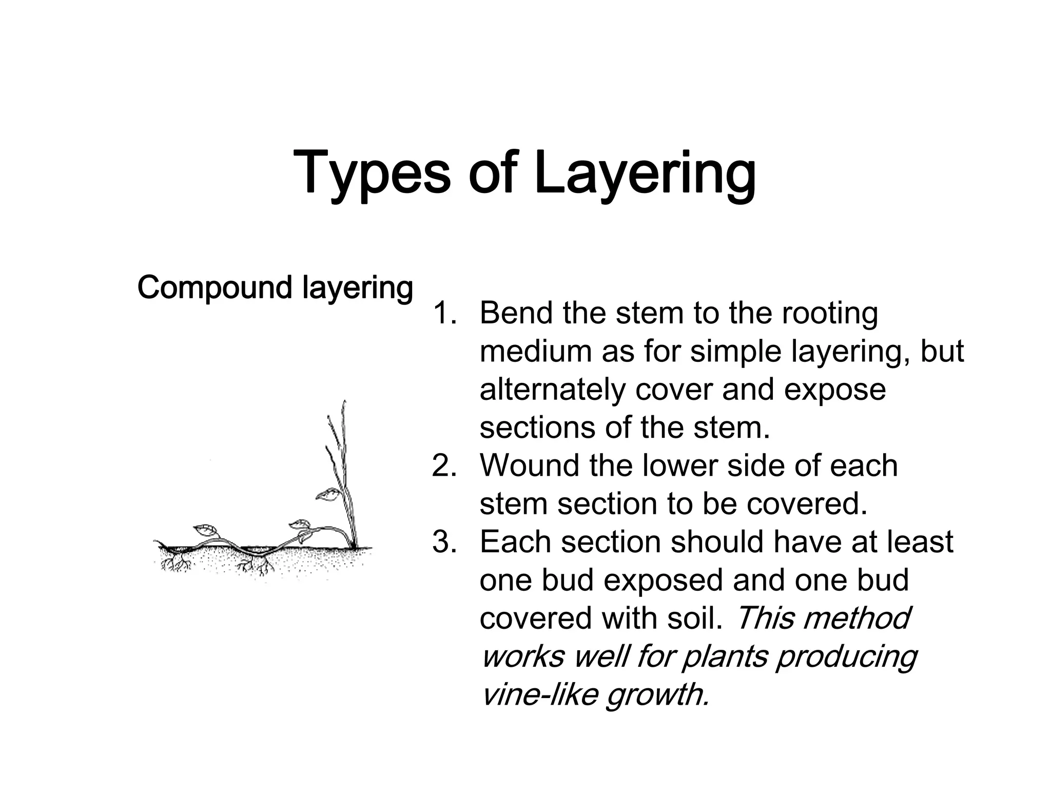 Types of Layering
Compound layering
1. Bend the stem to the rooting
medium as for simple layering, but
alternately cover and expose
sections of the stem.
2. Wound the lower side of each
stem section to be covered.
3. Each section should have at least
one bud exposed and one bud
covered with soil. This method
works well for plants producing
vine-like growth.
 