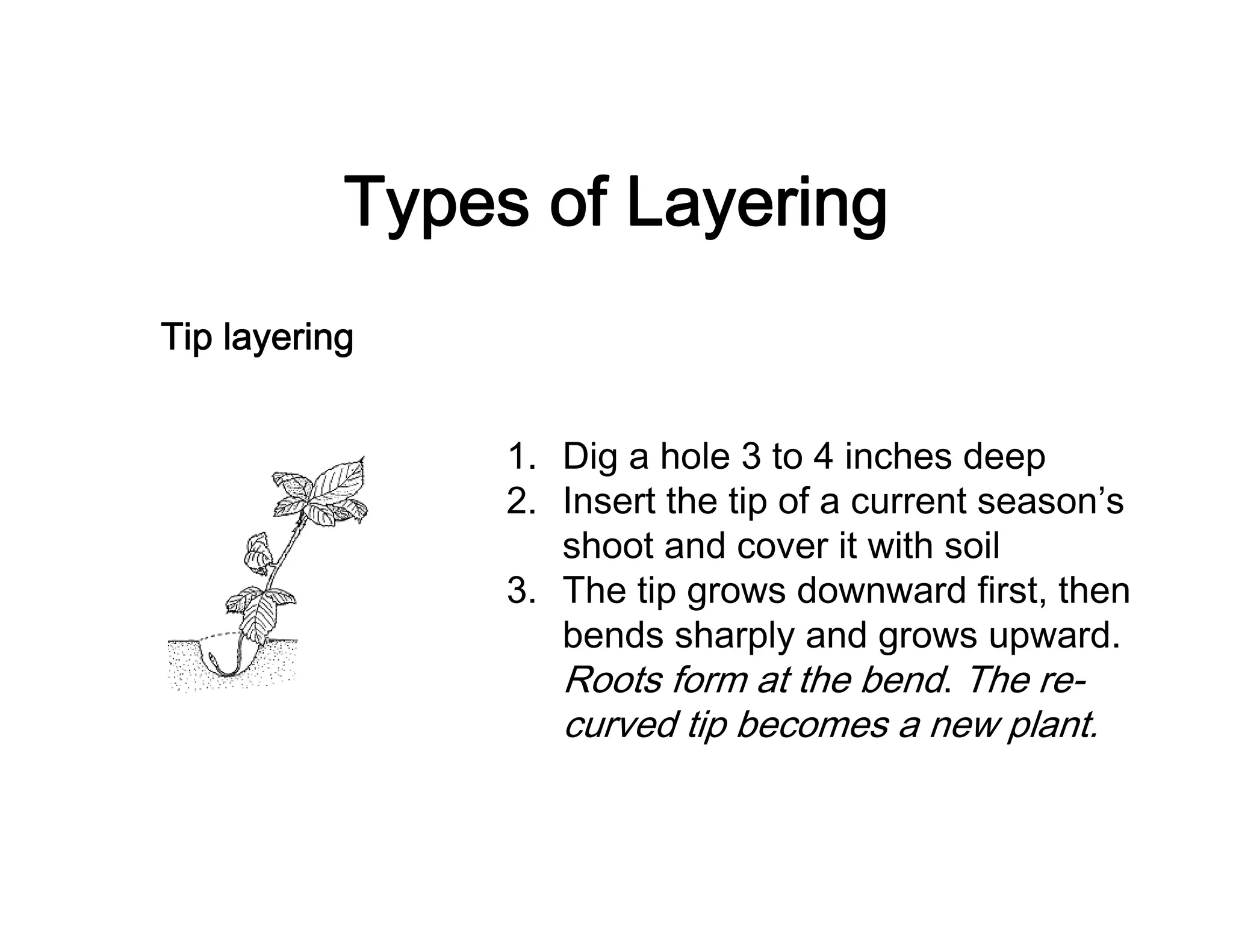 Types of Layering
Tip layering
1. Dig a hole 3 to 4 inches deep
2. Insert the tip of a current season’s
shoot and cover it with soil
3. The tip grows downward first, then
bends sharply and grows upward.
Roots form at the bend. The re-
curved tip becomes a new plant.
 