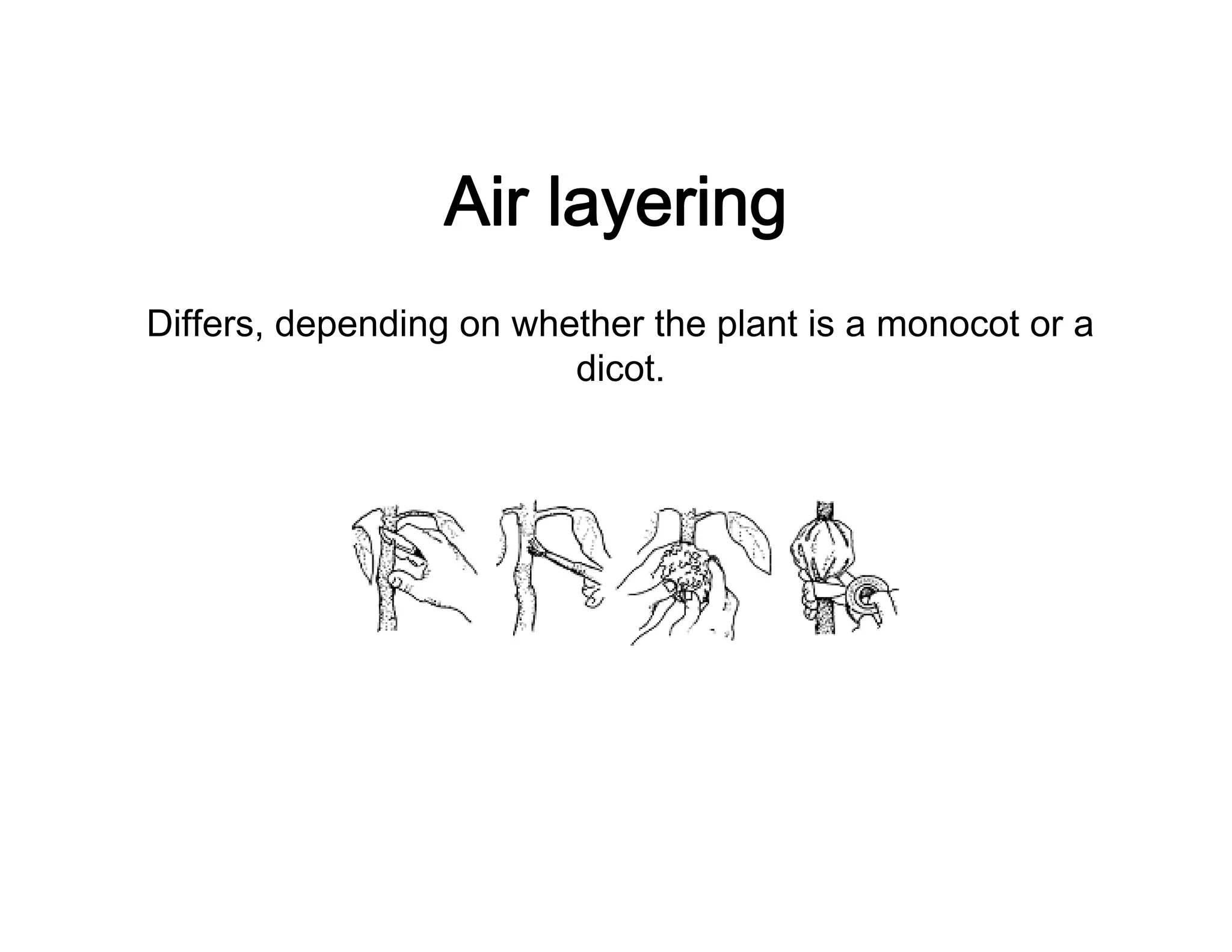 Air layering
Differs, depending on whether the plant is a monocot or a
dicot.
 