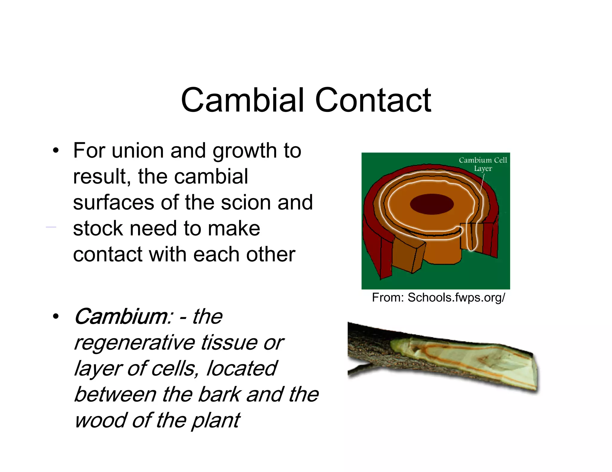 Cambial Contact
• For union and growth to
result, the cambial
surfaces of the scion and
stock need to make
contact with each other
• Cambium: - the
regenerative tissue or
layer of cells, located
between the bark and the
wood of the plant
From: Schools.fwps.org/
 