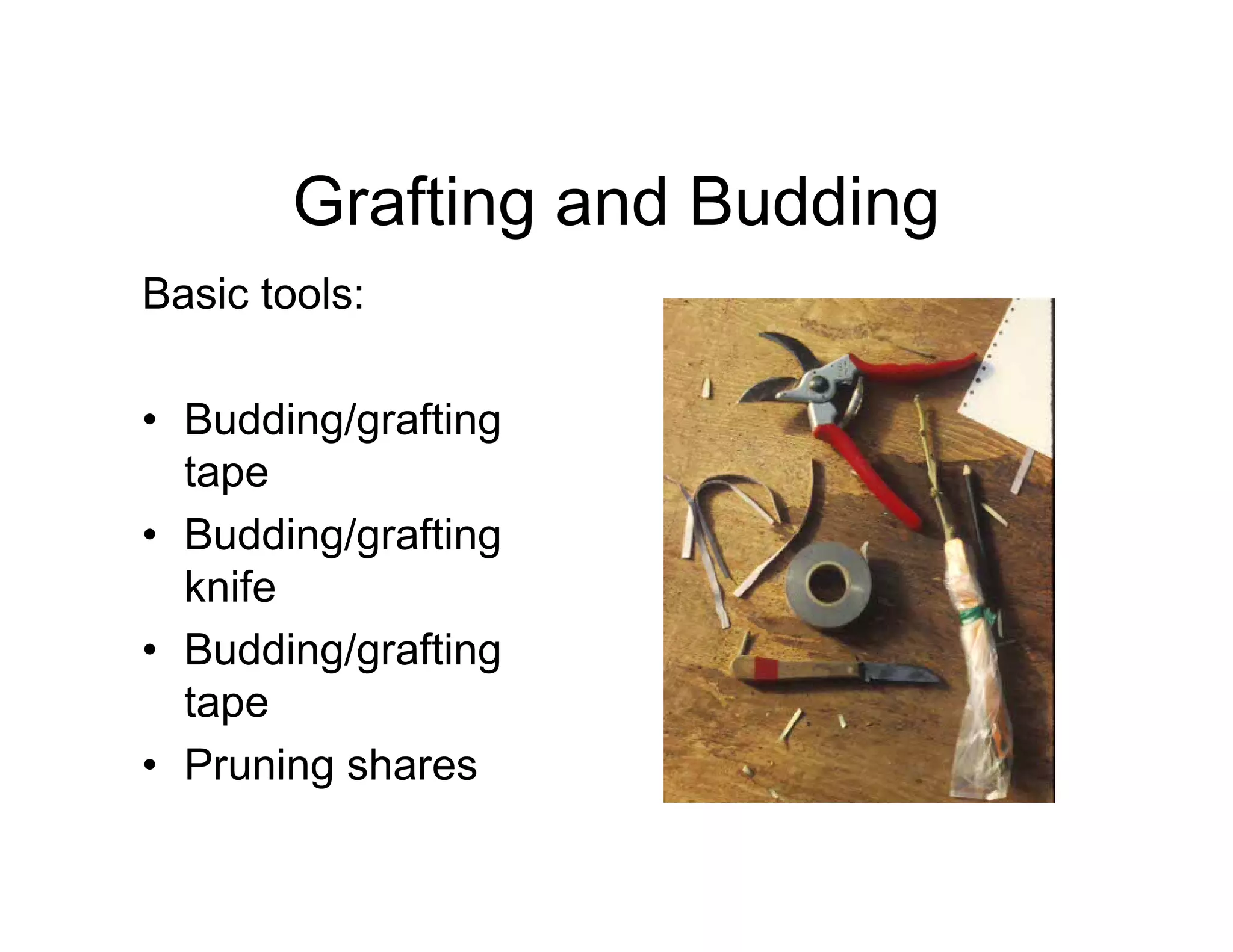 Grafting and Budding
Basic tools:
• Budding/grafting
tape
• Budding/grafting
knife
• Budding/grafting
tape
• Pruning shares
 