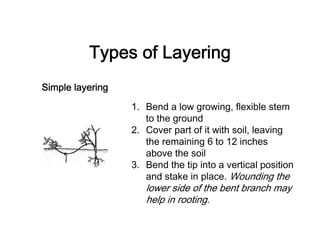 Planting Methods Layering Plant propagation methodologies | PDF