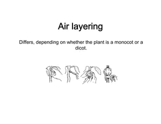 Plant propagation methodologies | PDF