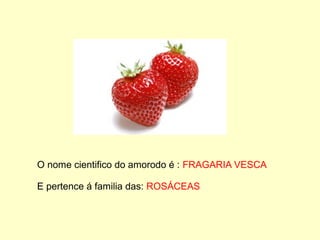 O nome cientifico do amorodo é : FRAGARIA VESCA
E pertence á familia das: ROSÁCEAS
 