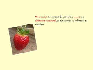 Os amorodos son capaces de combatir a anemia e a
deficiencia nutricional,así como previr as infeccions no
organismo
 