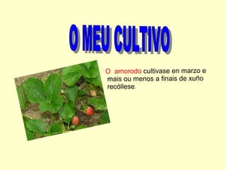 O amorodo cultivase en marzo e
mais ou menos a finais de xuño
recóllese.